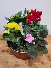 Blooming Dish Garden