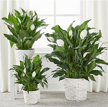 Peace Lily Plant Best Seller