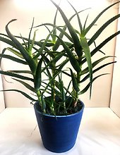 Large Aloe Vera Plant