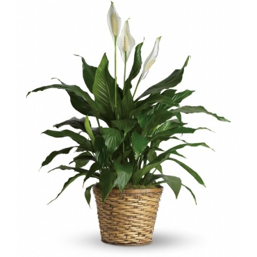Peace Lily Small