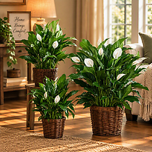 Peace Lily Starting At