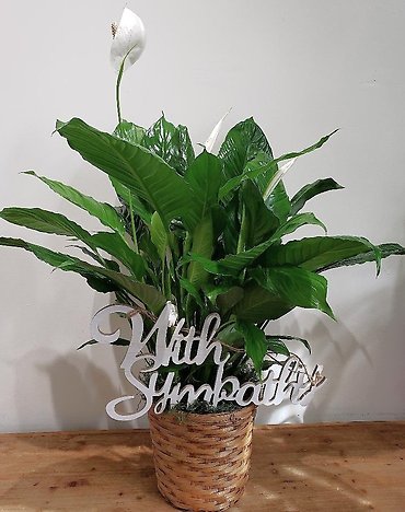 The Sympathy Peace Lily