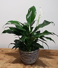 Peace Lily in Gray Natural 6\" Pot