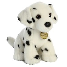 Dalmatian Pup