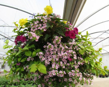 Hanging Basket Shade Combination