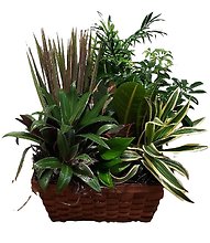 Glorious Greens Dish Garden