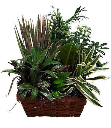 Glorious Greens Dish Garden