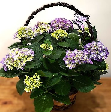Hydrangea Basket - Large
