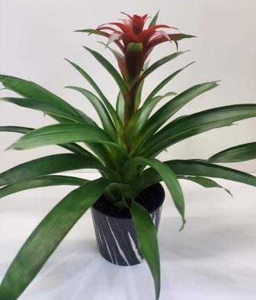 Bromeliad Plant