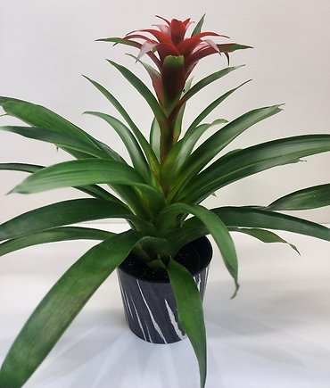Bromeliad Plant