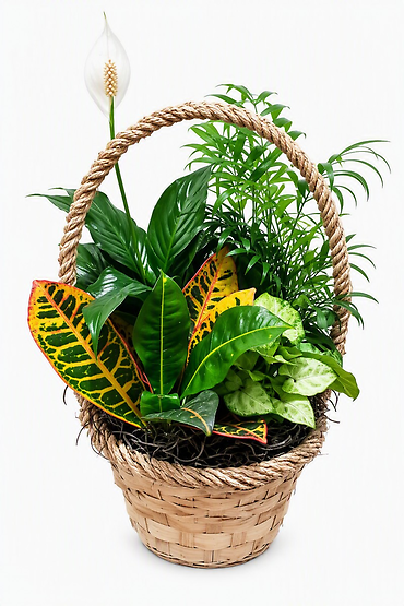 Braided Basket Planter