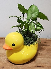Just Ducky Planter