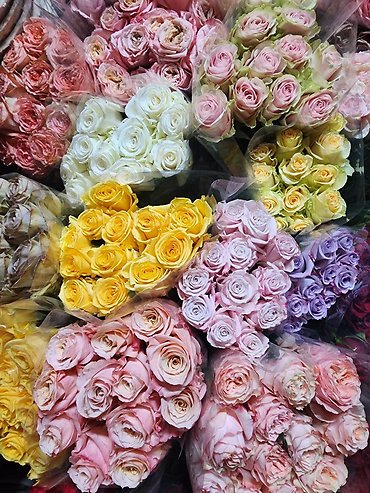 Dozen Wrapped Roses