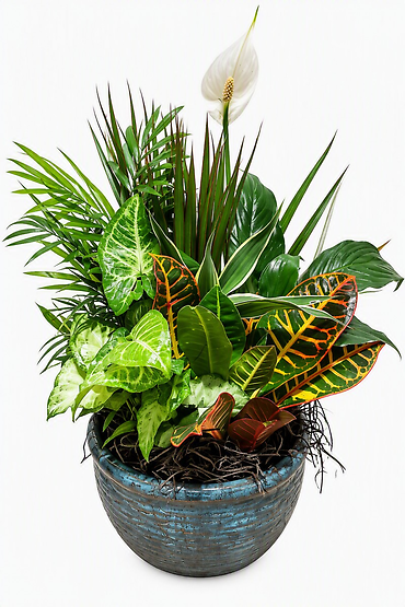 Ceramic Dish Garden