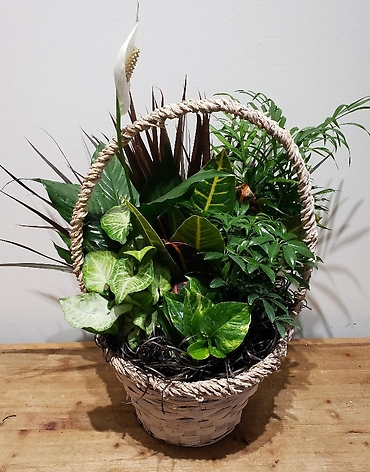 Braided Basket Planter - Large