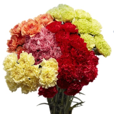 Dozen Assorted Carnations