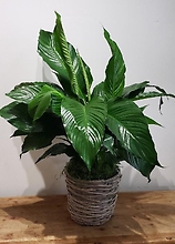 Peace Lily in Gray Natural 8\" Pot
