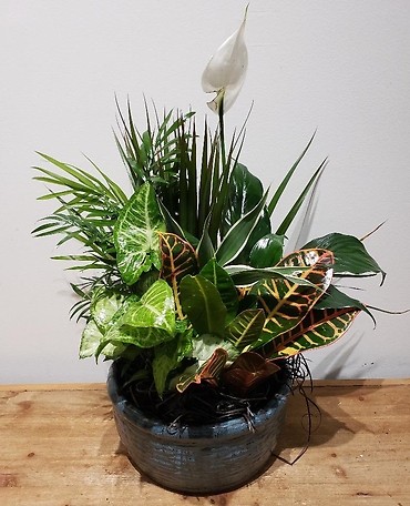 Ceramic Dish Garden - Medium