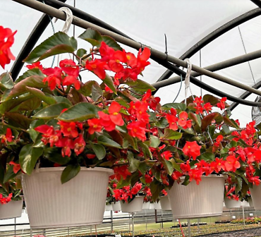 Dragon Wing Begonia Hanging Basket
