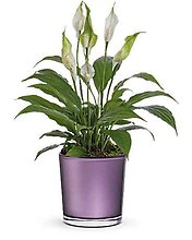 Chic Blossom Peace Lily