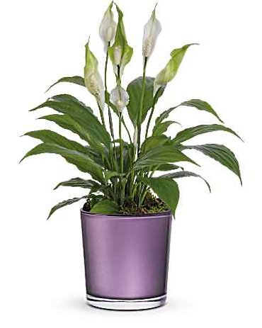 Chic Blossom Peace Lily