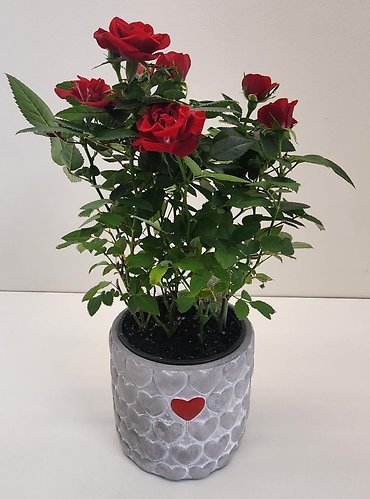 One Heart Rose Bush
