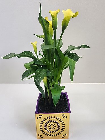 Mini Calla Lily Starburst Plant