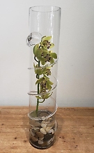 Orchid In Swirl Glass Vase