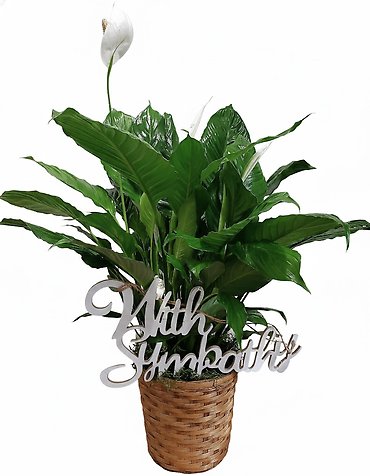 The Sympathy Peace Lily