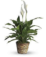 Peace Lily Medium