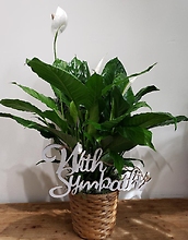 The Sympathy Peace Lily