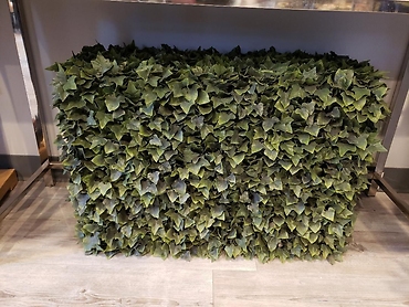 Ivy Hedge
