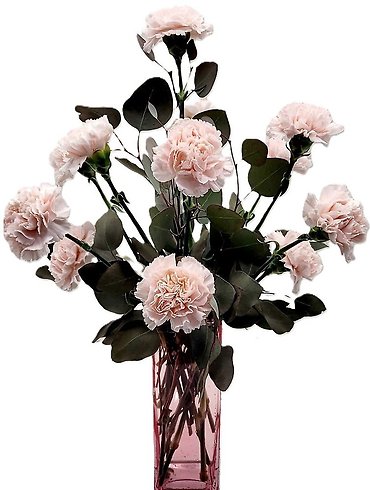 Dozen Pink Carnations In Pink Vase