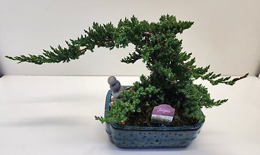 Bonsai Tree In Muskegon