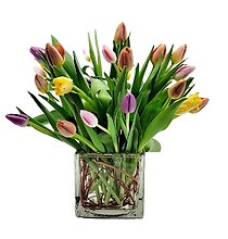 Glass Cube Of 25 Tulips