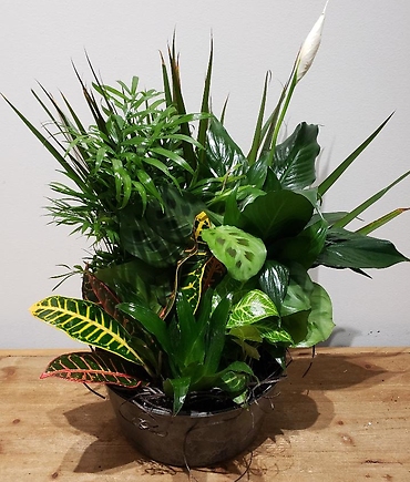 The Dish Garden