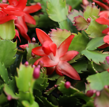 Christmas Cactus