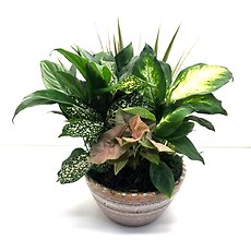 Lush Green Planter In Ceramic