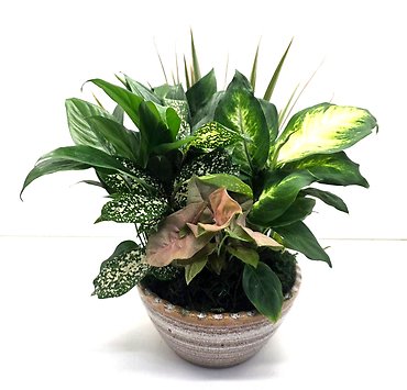 Lush Green Planter In Ceramic