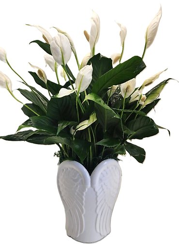 Wings Of Peace Planter