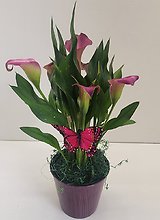 Mini Calla Lily Plant
