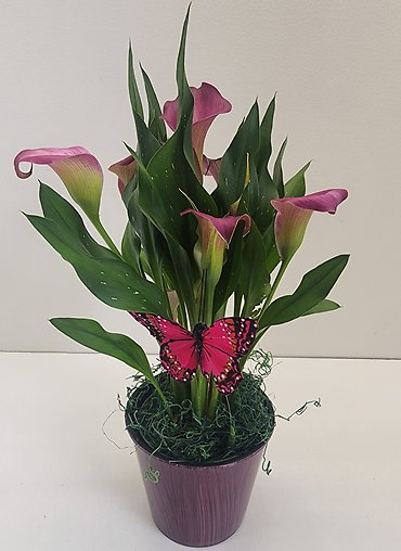 Mini Calla Lily Plant