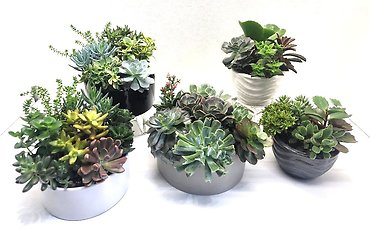 Succulent Gardens Starting At