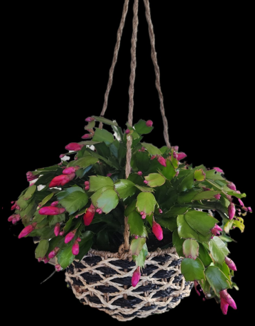 Christmas Cactus In Hanging Basket