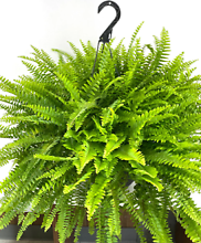 Giant Boston Fern Hanging Basket