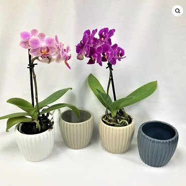 Mini Orchid Plant