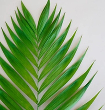 Cut Emerald Palm
