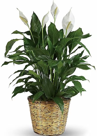 A Peace Lily Plant Large Best Seller