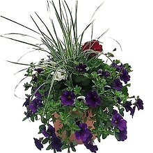 Sun Patio Pot 10\"