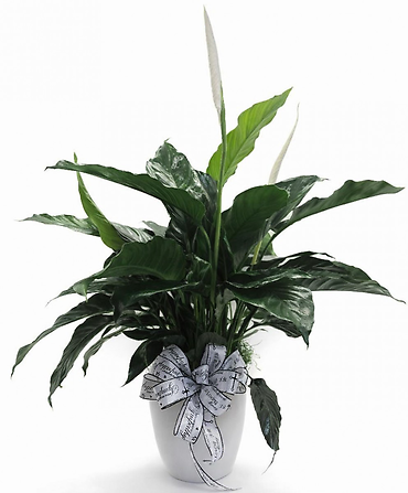 A Words Of Peace Lily In Ceramic